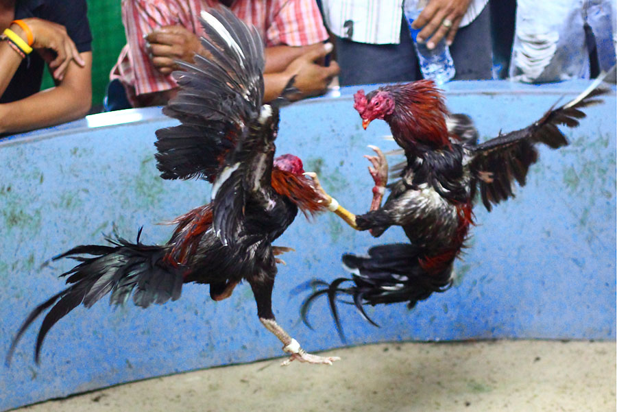 Sejarah sabung ayam dan asal-usulnya di Indonesia