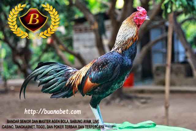 Ayam Birma Unggulan