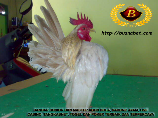 Ayam pelawak dari negeri tetangga, Ayam Serama