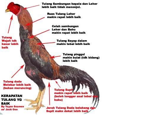 Ciri Induk Ayam Bangkok Jantan-Betina Unggulan ...