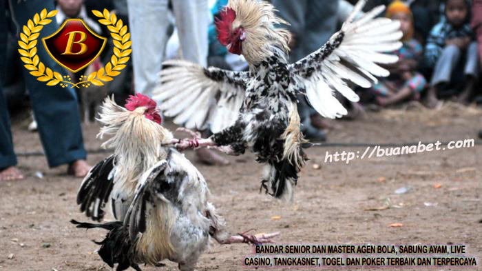 Sabung Ayam Dilegalkan di Bali