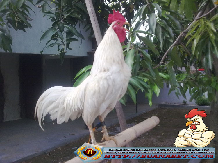 Ayam Kinantan putih