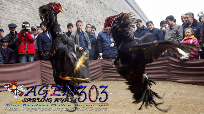 Kota di China akan manfaatkan adu ayam untuk menarik turis